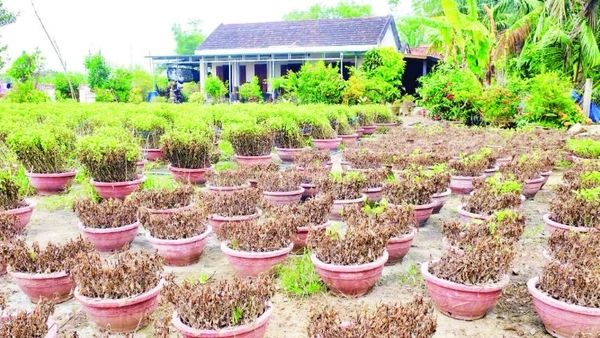 Vườn hoa cúc tại nhà ông Nguyễn Văn Tạo, tổ dân phố Phú Thạnh , phường Hòa Thắng bị ngập sâu trong nước nhiều ngày.