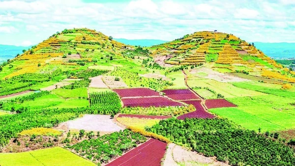 Tây Nguyên mùa hoa “báo đông”