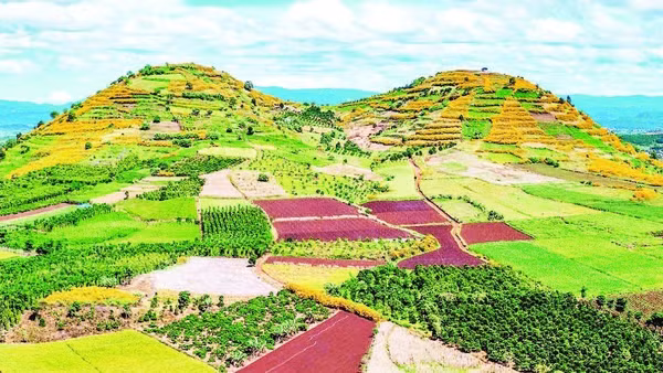 Tây Nguyên mùa hoa “báo đông”