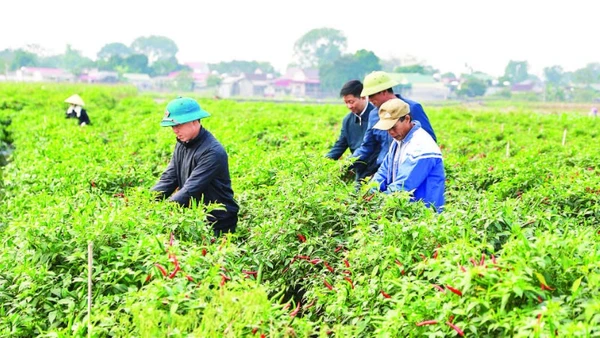 Liên kết sản xuất, tiêu thụ ớt tại xã Yên Phú.