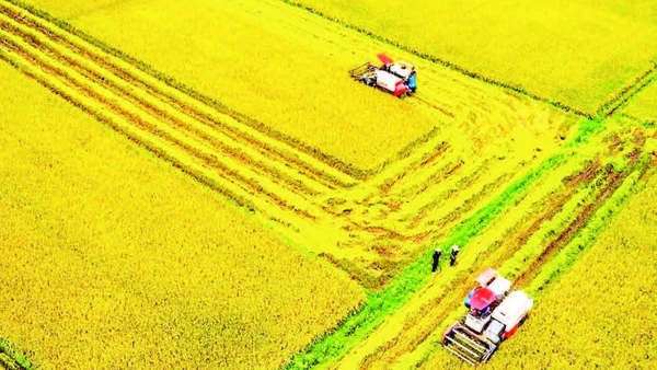 Cánh đồng lúa tại xã Nam Đà với diện tích 700 ha lúa đặc sản ST24, ST25 đạt tiêu chuẩn VietGAP