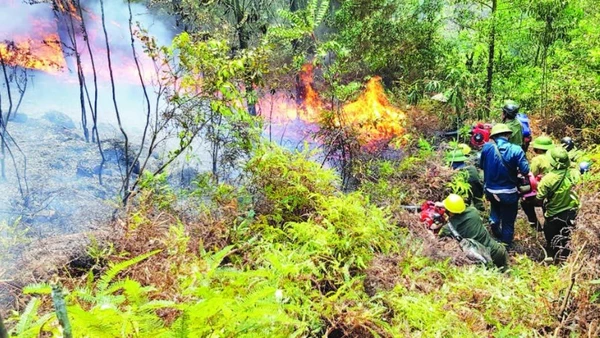Lực lượng chức năng nỗ lực dập cháy thực bì dưới tán rừng ở Thanh Hóa.