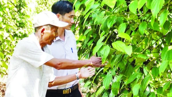 Mô hình trồng tiêu hiệu quả ở huyện Tiên Phước, tỉnh Quảng Nam (cũ).