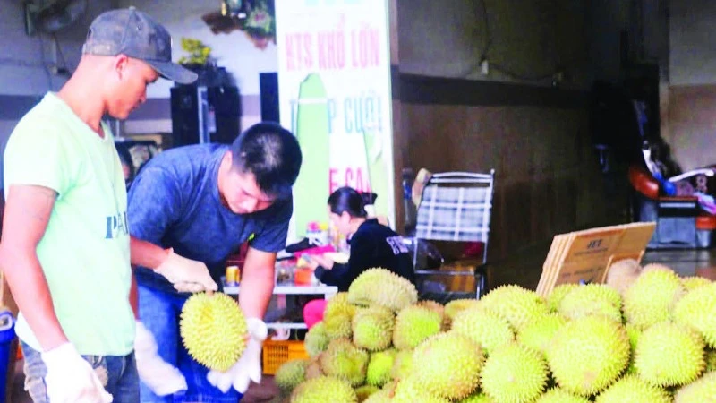 Sản phẩm sầu riêng từ mô hình tiêu chuẩn VietGAP có mẫu mã, chất lượng tốt, được thị trường đón nhận.
