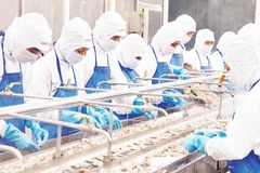 Chế biến tôm đông lạnh xuất khẩu tại Công ty Phát triển kinh tế Duyên Hải (COFIDEC), Thành phố Hồ Chí Minh. (Ảnh CTV)