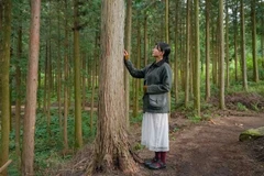 Tận hưởng không gian thư giãn tại rừng Gochang. (Ảnh: QUỸ VĂN HÓA DU LỊCH JEONBUK)