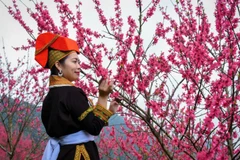 Lễ hội tôn vinh giá trị cây đào xứ Lạng - biểu tượng của mùa xuân, sức sống và nét đẹp văn hóa truyền thống miền biên viễn. (Ảnh: BTC)