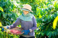 Việt Nam là mắt xích chiến lược trong chuỗi giá trị toàn cầu của Nestlé