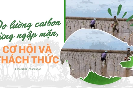 Đo lường carbon rừng ngập mặn, cơ hội và thách thức