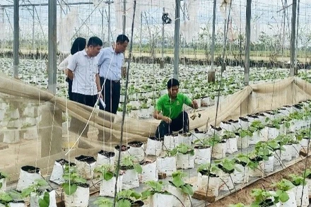 Mô hình sản xuất cây giống dưa thơm (dưa vàng, dưa vân lưới).