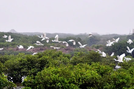 Vùng đất ngập mặn Xuân Thủy được mệnh danh là “ga chim” quốc tế.