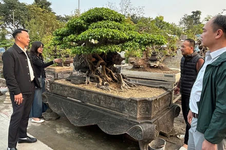 Du khách tham quan vườn cây cảnh tại xã Hồng Vân.