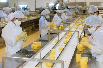 Chế biến dứa phục vụ xuất khẩu tại Trung tâm Chế biến rau quả DOVECO (Sơn La). (Ảnh MINH ANH)