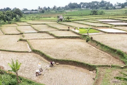 Nông dân trồng lúa trên cánh đồng tại Bogor, tây Java, Indonesia. (Ảnh: THX/TTXVN)