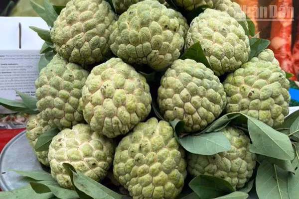 Na Lạng Sơn, quả ngọt miền biên viễn.