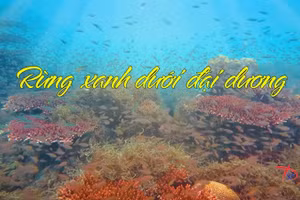 Một trong những bộ phim khoa học tham gia dự giải tại Liên hoan.