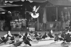 Vũ điệu của nắng, tác giả Lê Bá Tài, là một trong những bức ảnh đạt giải của tháng tại cuộc thi Noirfotocontest năm 2025.