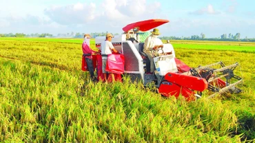 Sử dụng máy gặt đập liên hợp trong thu hoạch lúa giúp các hợp tác xã, tổ hợp tác thu hoạch từ 3-5 ha lúa/ngày.