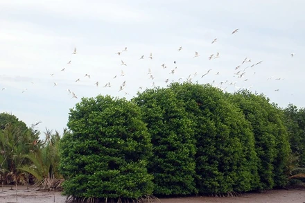 Rừng đước được trồng tại phường Trường Long Hòa, nhiều loài chim, cò trú ngụ và sinh sản.