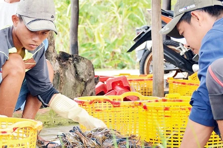 Mô hình sản xuất lúa-tôm ở Phước Long (Bạc Liêu) đem lại hiệu quả kinh tế cao.
