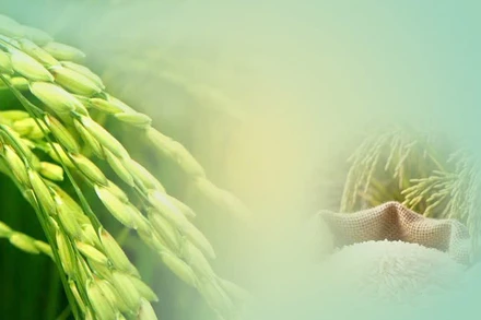 Con đường lúa gạo Việt Nam: Những dấu chân và thành tựu