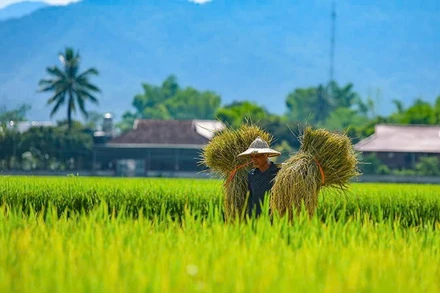 Những cánh đồng lúa hiện thực hóa mục tiêu phát triển nông nghiệp bền vững