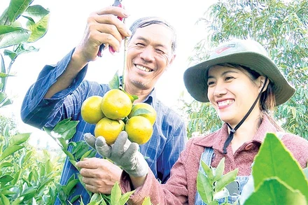 Nhiều mô hình trồng cây ăn quả đã tạo được chỗ đứng vững chắc trên thị trường, mang lại hiệu quả kinh tế cao.