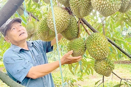 Năng suất sầu riêng vườn mô hình cao hơn vườn đối chứng khoảng 10%, lợi nhuận cao hơn khoảng 300 triệu đồng/ha.