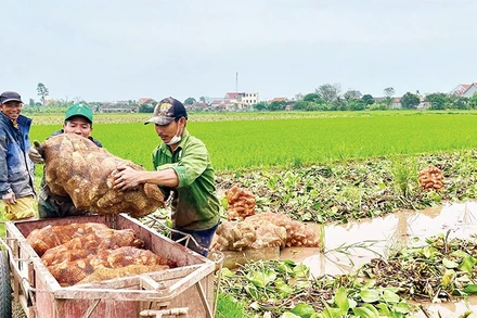Cây dược liệu trạch tả vừa mang lại kinh tế cao cho người nông dân, vừa cải tạo đất hiệu quả tại xã Khánh Hội (Ảnh YẾN TRINH)