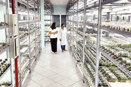 Phòng nhân giống hoa lan bằng phương thức inverter, Khu nông nghiệp công nghệ cao Thành phố Hồ Chí Minh.