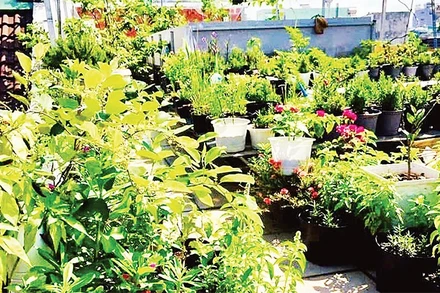 Nhiều gia đình tại Thành phố Hồ Chí Minh tận dụng khoảng không trên mái nhà để tạo ra những vườn rau.