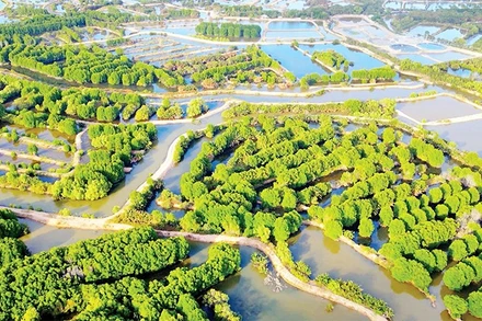 Mô hình rừng-tôm ở phường Duyên Hải, tỉnh Vĩnh Long.