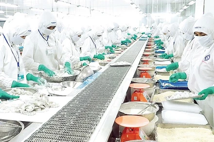 Chế biến tôm xuất khẩu ở Công ty cổ phần Thực phẩm Sao Ta (phường Sóc Trăng, thành phố Cần Thơ).