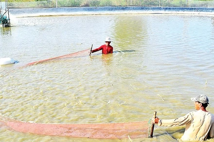 Cà Mau có diện tích nuôi tôm lớn nhất cả nước, là dư địa để doanh nghiệp đẩy mạnh chế biến tôm xuất khẩu.
