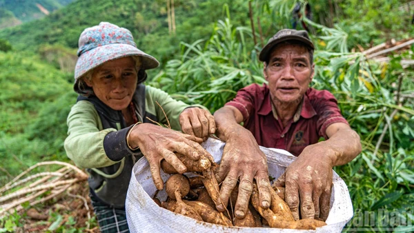 Thời điểm này, khoai mì đang được thương lái thu mua với giá chỉ hơn 1.600 đồng. Tuy nhiên, việc "vớt vát" những gì còn lại của vụ mùa đang là phương án khả thi hiếm hoi mà họ có, để ổn định lại cuộc sống.