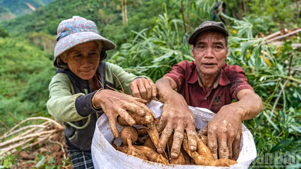 Thời điểm này, khoai mì đang được thương lái thu mua với giá chỉ hơn 1.600 đồng. Tuy nhiên, việc "vớt vát" những gì còn lại của vụ mùa đang là phương án khả thi hiếm hoi mà họ có, để ổn định lại cuộc sống.