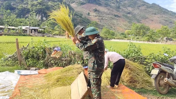 Chiến sĩ Trung đoàn 82 giúp các gia đình ở bản Nậm Mu, xã Pú Nhung đập lúa ngay tại ruộng. 