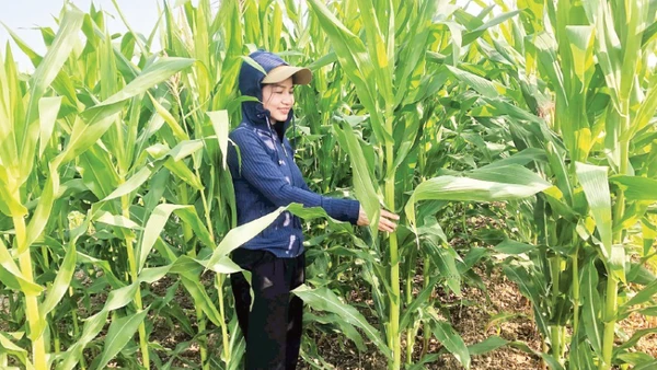 Người dân xã Thọ Xuân, tỉnh Thanh Hóa chăm sóc cây ngô sinh khối. (Ảnh: HẢI LÂM)