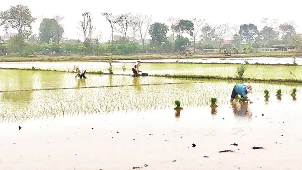 Nông dân xã Phùng Nguyên, tỉnh Phú Thọ xuống đồng gieo cấy lúa đông xuân.