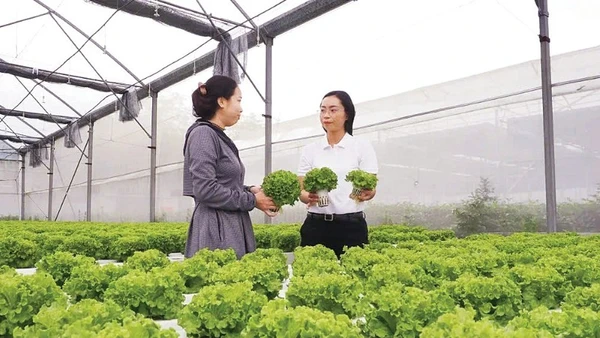 Sản xuất nông nghiệp công nghệ cao tại xã Nhuận Đức, Thành phố Hồ Chí Minh. (Ảnh: HOÀNG HÙNG)