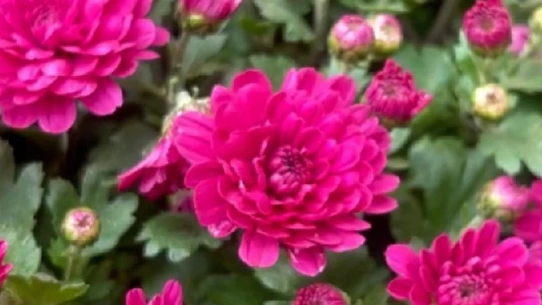 [Video] Chợ hoa Hàng Lược: Sắc Tết truyền thống giữa lòng Hà Nội