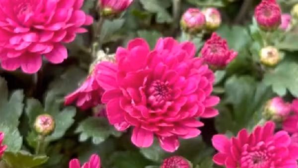 [Video] Chợ hoa Hàng Lược: Sắc Tết truyền thống giữa lòng Hà Nội