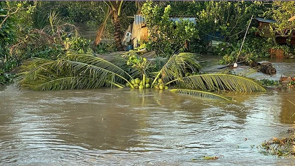 Sạt lở gây ngập vườn cây ăn trái. (Ảnh: BÁ DŨNG)