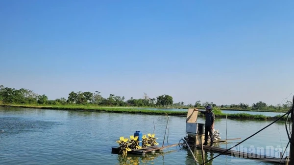 Mô hình nuôi cá rô phi mang lại lợi ích kinh tế cao tại xã Ứng Hòa, Hà Nội. (Ảnh: THANH TRÀ)