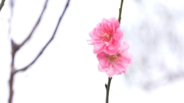 Vườn đào Nhật Tân chớm nở, báo hiệu ngày Tết đang cận kề