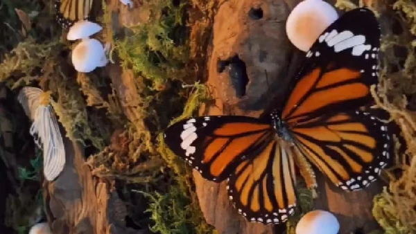 Chàng trai 9x lưu giữ vẻ đẹp thiên nhiên qua nghệ thuật tiêu bản