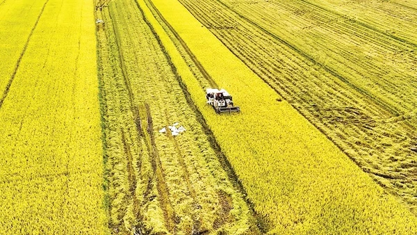 Thu hoạch lúa ở tỉnh An Giang. (Ảnh TTXVN)