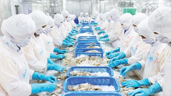 Chế biến thủy sản xuất khẩu tại Nhà máy của Công ty cổ phần chế biến thủy sản xuất, nhập khẩu Kiên Cường, tỉnh An Giang. (Ảnh PHÚ CƯỜNG)