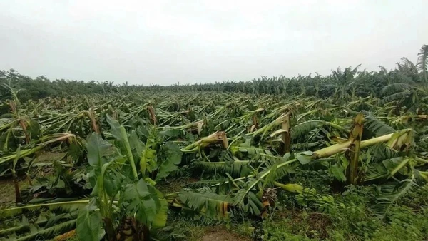 Hồ sơ miễn, giảm tiền thuê đất đối với diện tích đất sản xuất nông nghiệp bị thiệt hại do thiên tai được quy định rõ ràng và đơn giản hóa.