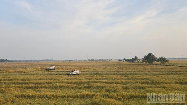 Nông dân An Giang thu hoạch lúa.